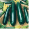 Courgette Black Beauty (Biologisch) (71352)