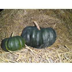 Pompoenen Muscat de Provence (Biologisch) (71675) Pompoenen Muscat de Provence (Biologisch) (71675)