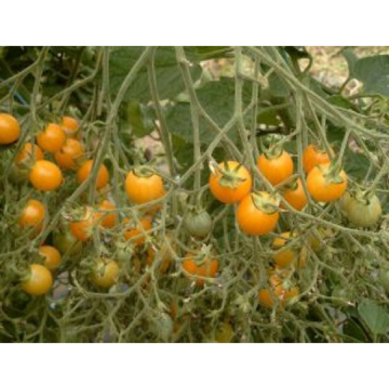 Tomaten Clementine (Biologisch) (71972)