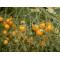 Tomaten Clementine (Biologisch) (71972)