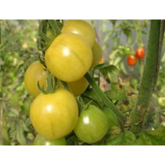 Tomaten Mirabelle Blanche (Biologisch) (71973)