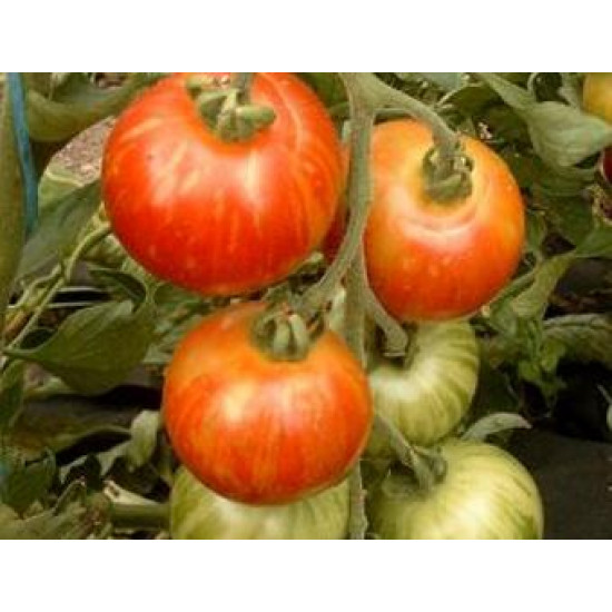 Tomaten Tigerella Bicolore (Biologisch) (71974)