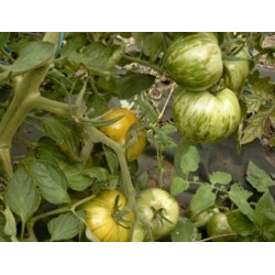 Tomaten Green Zebra (Biologisch) (71975)
