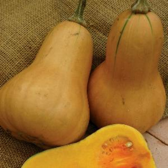 Pompoenen Butternut (Biologisch) (71685)