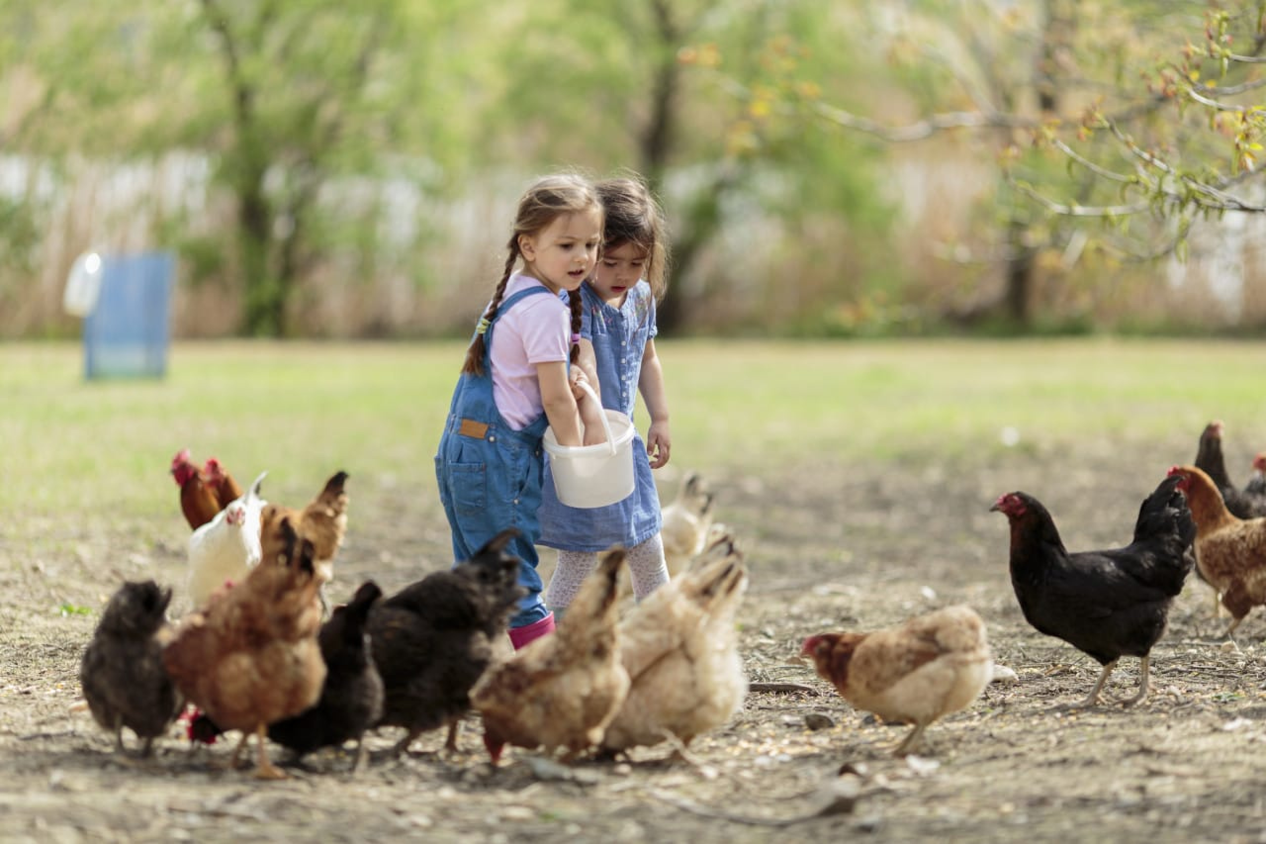 Картина дети кормят курицу. Фотосессия с цыплятами. Цыпленок для детей. Цыпленок девочка. Фотосессия с курицей.